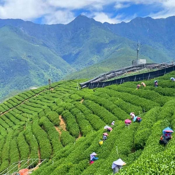 Day 9: Taiping Sky Bridge, Tea Mountains & Tainan Shennong Street